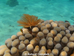 sealife dc 1000,, by Richard Campbell 